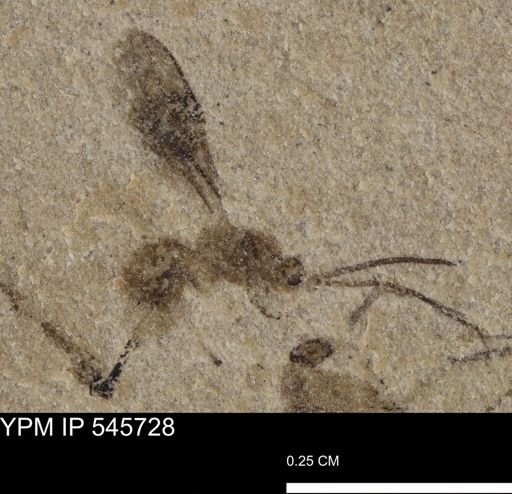 undet. Diptera