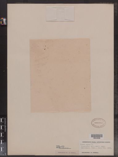 Lemna minor