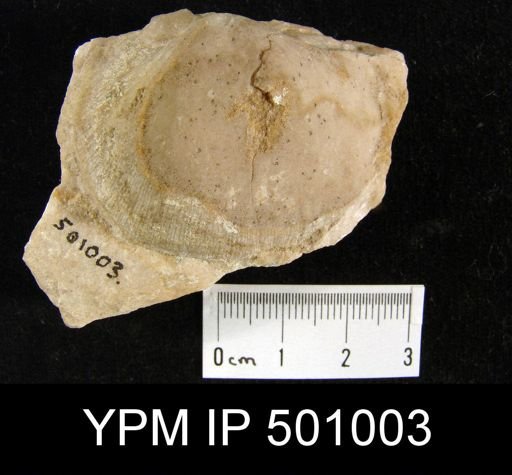 Derbyia sp.