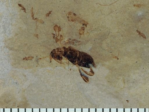 undet. Thysanoptera