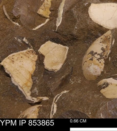 Limopsis? striatopunctatus