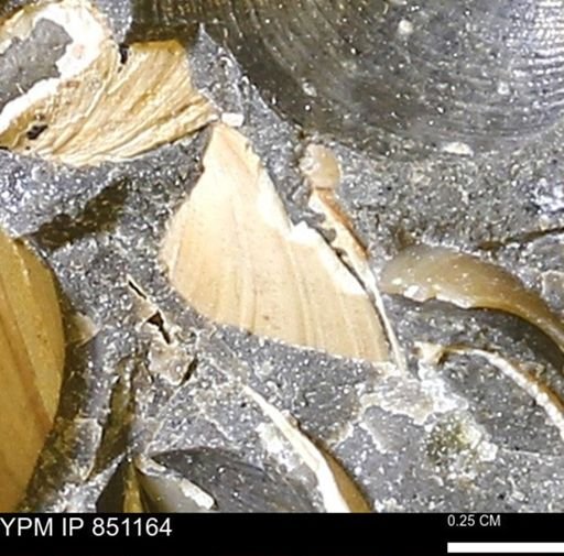 Limopsis striatopunctatus