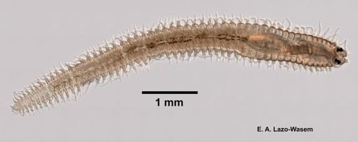 Eusyllis lamelligera?