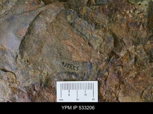 undet. Graptolithina