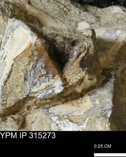undet. Mollusca