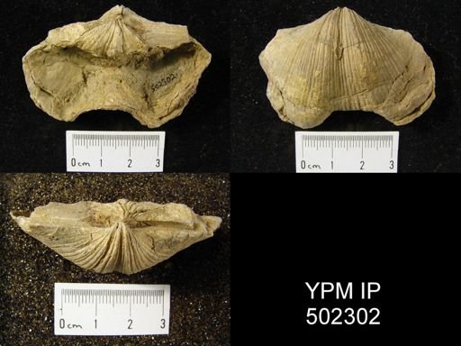 Spirifer cameratus
