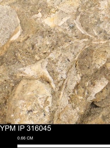 undet. Gastropoda