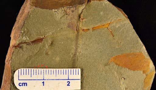 Rhacophyton