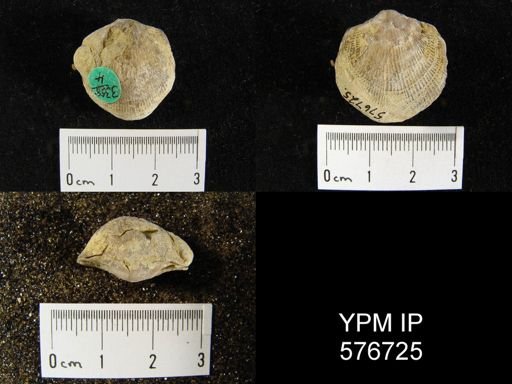 Atrypa sp.