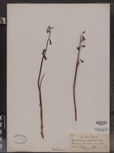 Corallorhiza maculata