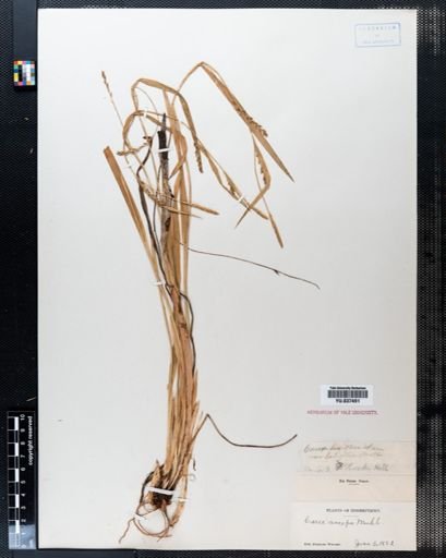 Carex laxiflora