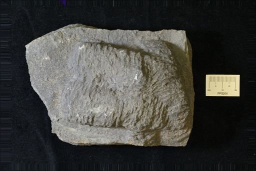 Rusophycus biloba
