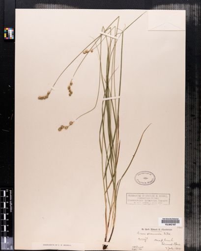 Carex tenera