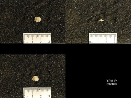 Plectorthis?