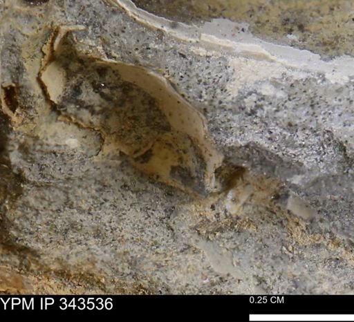 undet. Bivalvia