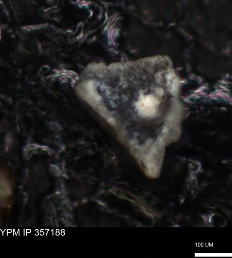 undet. Bacillariophyceae