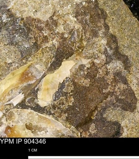 undet. Mollusca