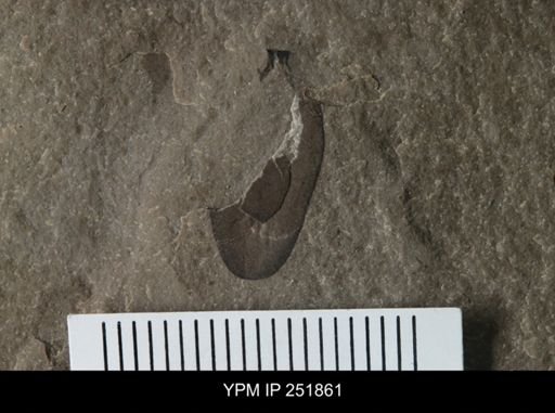 undet. Eurypterida