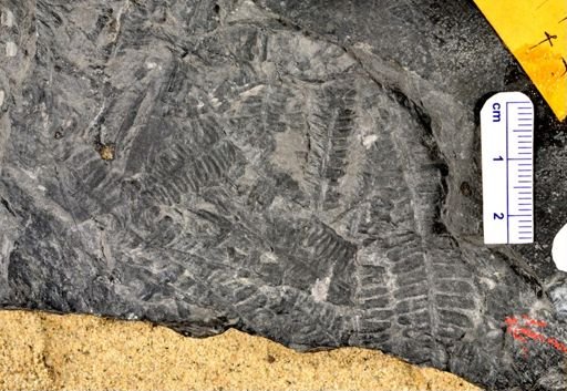 Pecopteris sp.