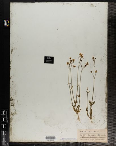 Plantae