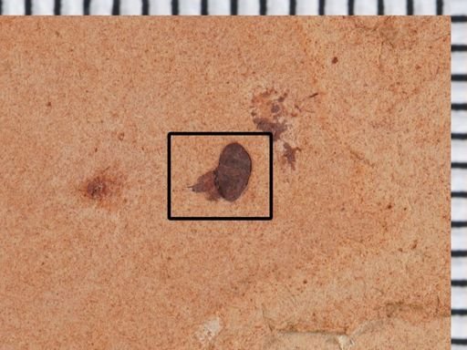 Coleoptera?