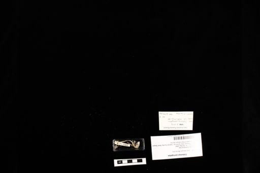 Coleonyx variegatus