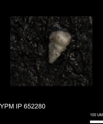 undet. Heterohelicidae