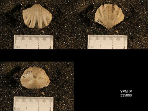 Enteletes hemiplicata