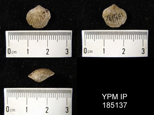 Atrypa reticularis