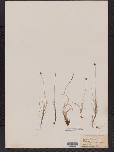 Carex