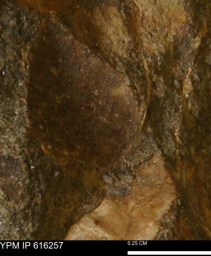 Protocardia subquadrata