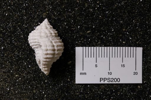 Solenosteira mengeana