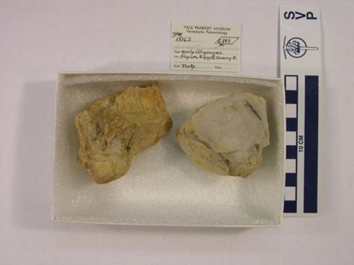 Arsinoitherium sp.