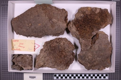 mixed taxa, stratigraphic collection