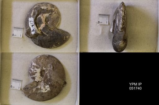 Hoploscaphites nicolletii