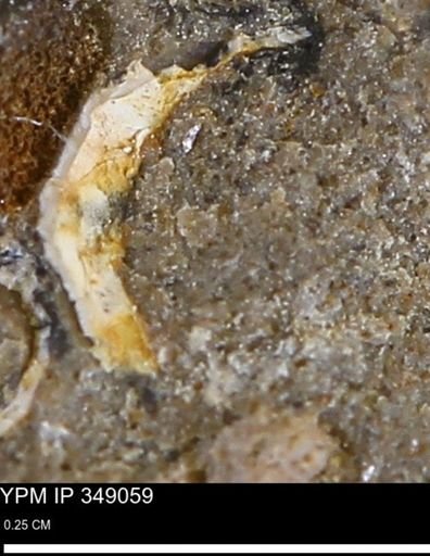 undet. Mollusca