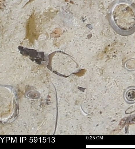 Serpulidae