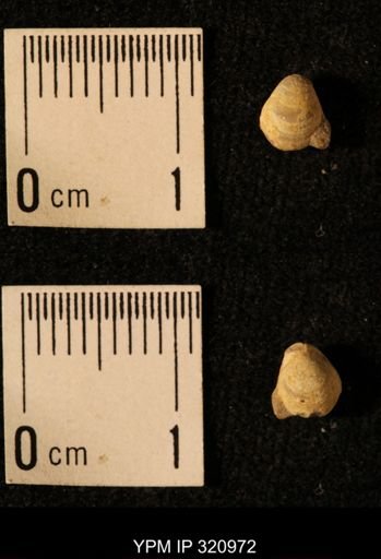 Dielasma elongatum
