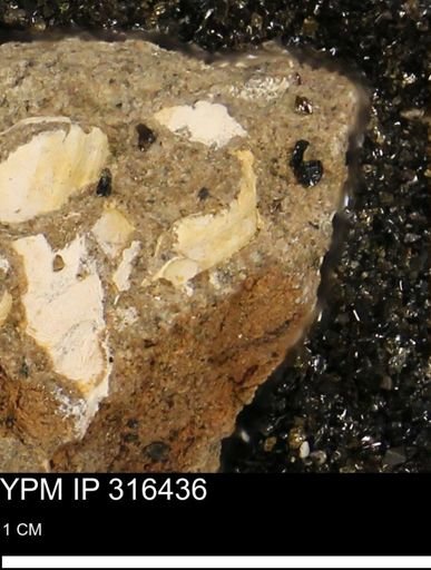 undet. Mollusca