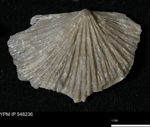 Stropheodonta sp.