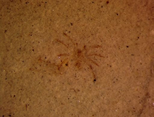 undet. Araneida
