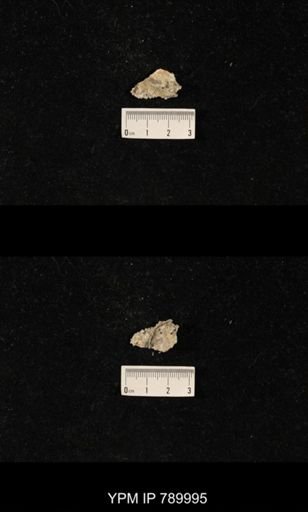 Leptodus sp.