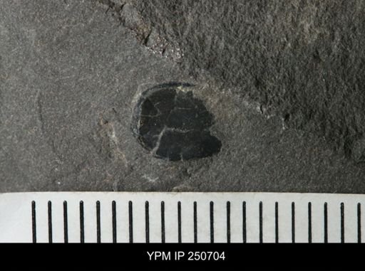 undet. Arthropoda