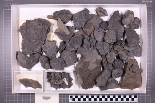 mixed taxa, stratigraphic collection