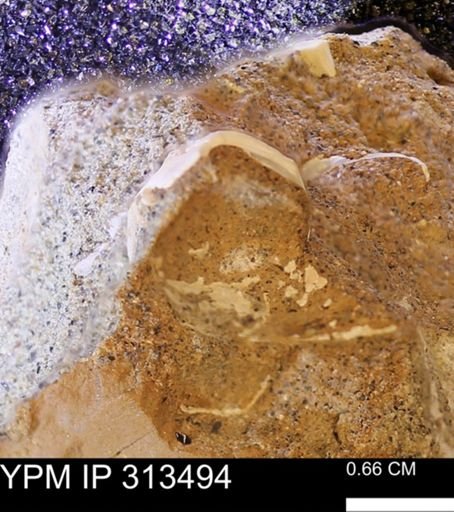 undet. Mollusca