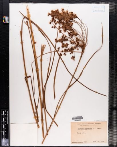 Scirpus cyperinus