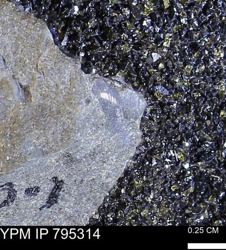 undet. Bivalvia