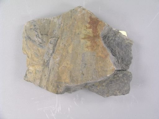 Sigillaria minuta