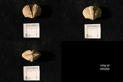 Platystrophia elegantula