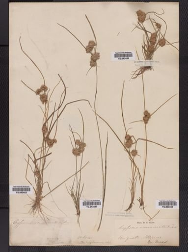 Cyperus acuminatus